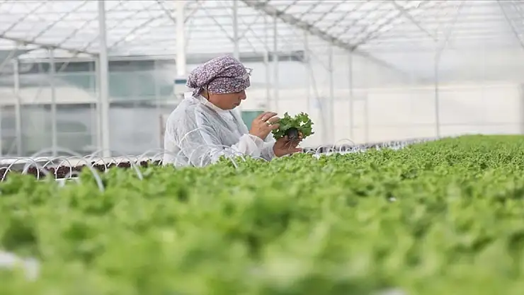 Samsun Bafra Sera OSB'de ilk fideler toprakla buluşturuldu