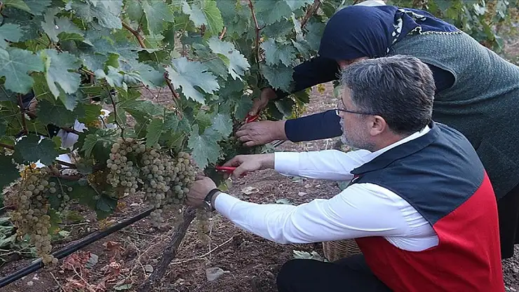 Tarım ve Orman Bakanı Yumaklı, Tokat'ta üzüm hasadı yaptı