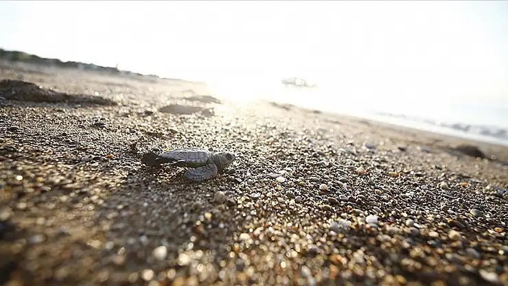 Belek ve Kızılot sahillerindeki caretta caretta yuva sayısı 6 bine ulaştı