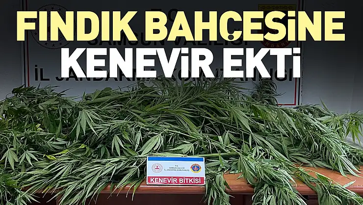 Fındık bahçesine kenevir ekti