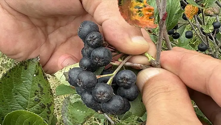 Aronyada hasat mesaisi