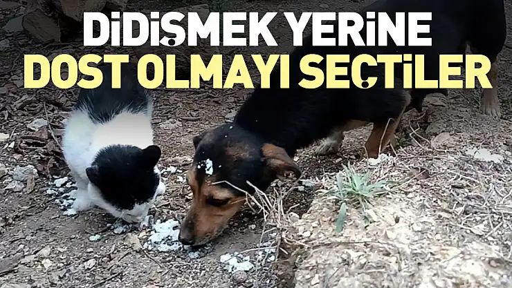 Didişmek yerine dost olmayı seçtiler