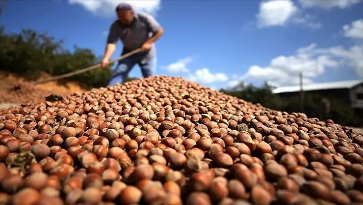 Türk fındığı  124 ülkede alıcı buldu