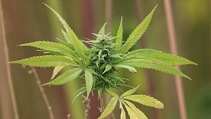 İlaç etkin maddesi üretimi için kenevir yetiştirmek isteyenlere başvurma imkanı