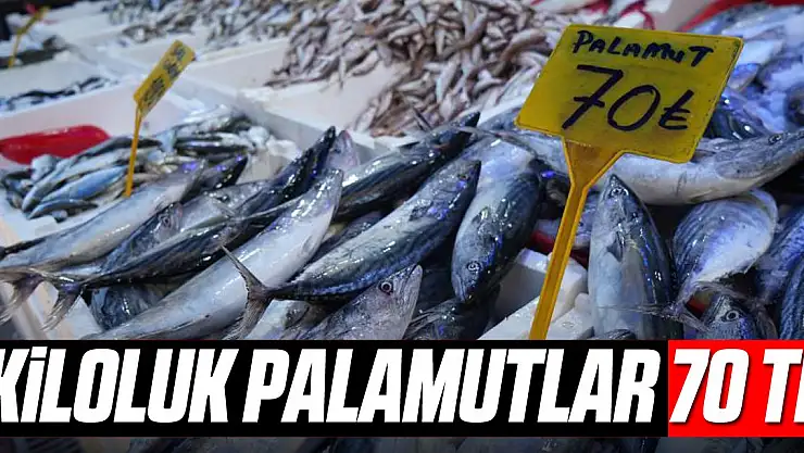 Kiloluk palamutlar 70 TL