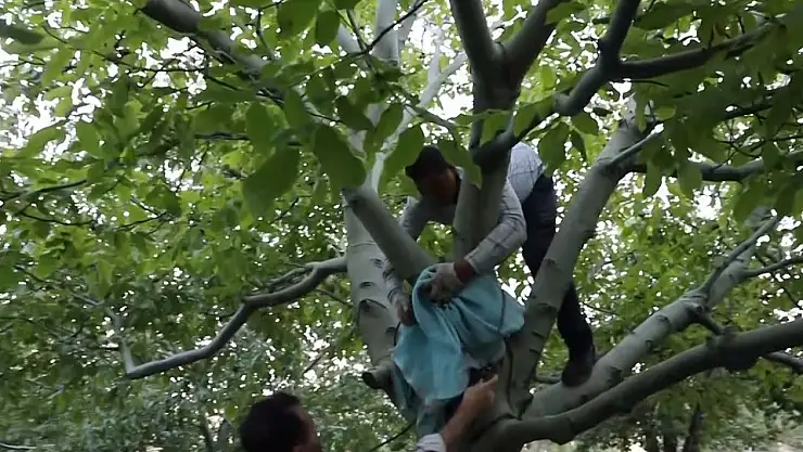 Kırşehir'de bahçelerde ceviz hasadı başladı