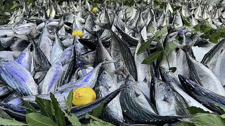 Tarım, ormancılık ve balıkçılık sektörünün brüt satışları 5 yılda 6 katına çıktı