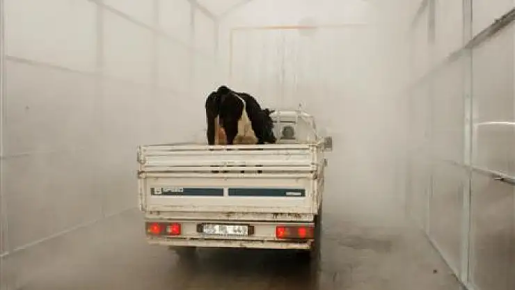 Çarşamba'da Hayvan Pazarında Dezenfeksiyon Sistemi