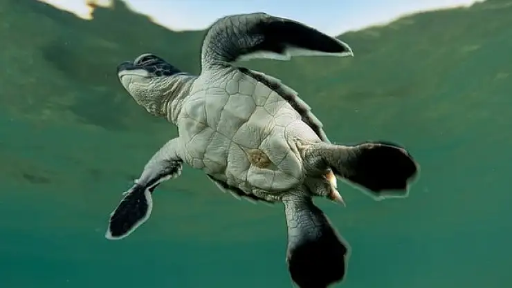 Yavrularının yuvalarından çıkışı kameralarda