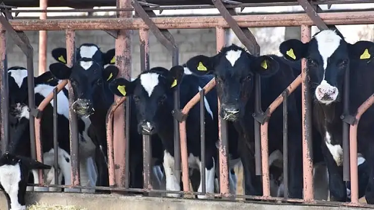 Güçlerini birleştiren çiftçiler, üretimlerini artırdı