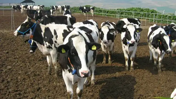 Hayvan hareketlerine yeni yasa!!!