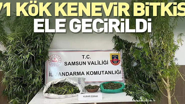 71 kök kenevir bitkisi ele geçirildi