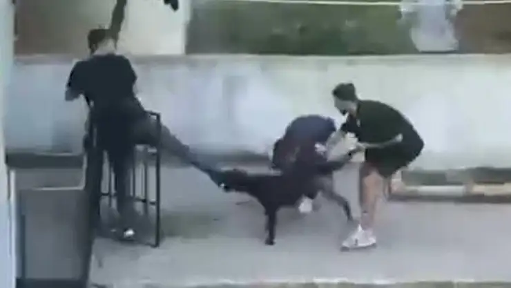 Maltepe'de pitbull dehşeti