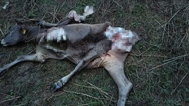 Büyük ve küçükbaş hayvanlar telef oldu