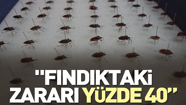 'Fındıktaki zararı yüzde 40'