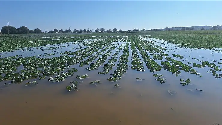 Bafra Ovası'nda tarım arazileri aşırı yağıştan zarar gördü