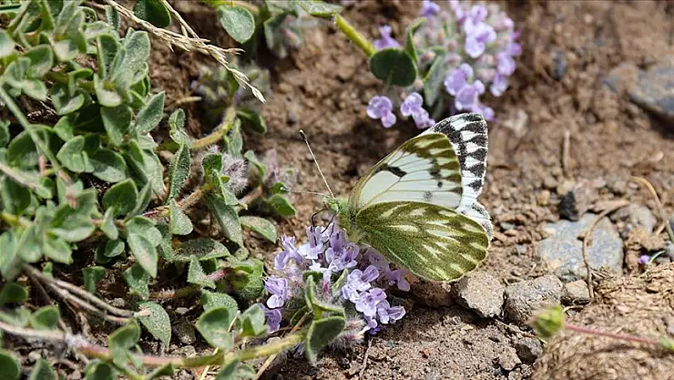 Ağrı Dağı'nda 'dorukların benekli meleği' görüntülendi