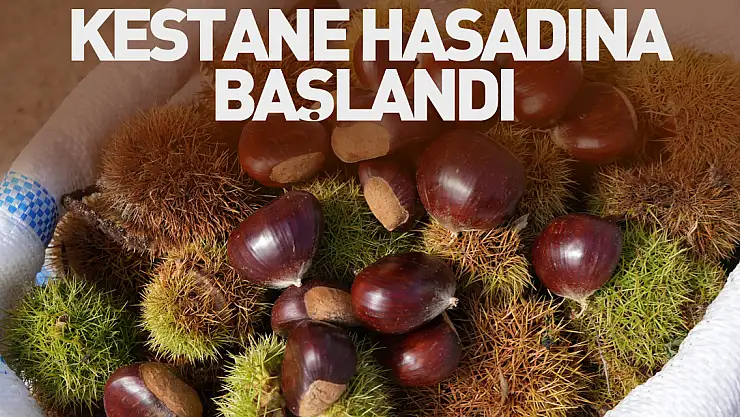 Kestane hasadına başlandI