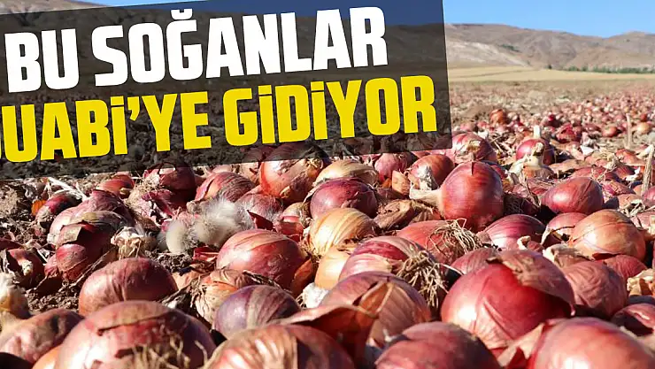 BU SOĞANLAR DUABİ'YE GİDİYOR