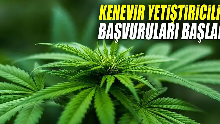KENEVİR YETİŞTİRİCİLİĞİ BAŞVURULARI BAŞLADI