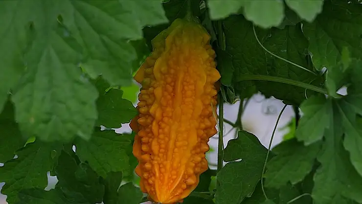 Ürün yelpazesine kudret narı da eklendi