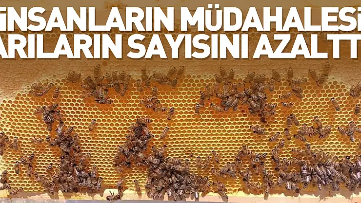 İnsanların müdahalesi sayıyı azalttı