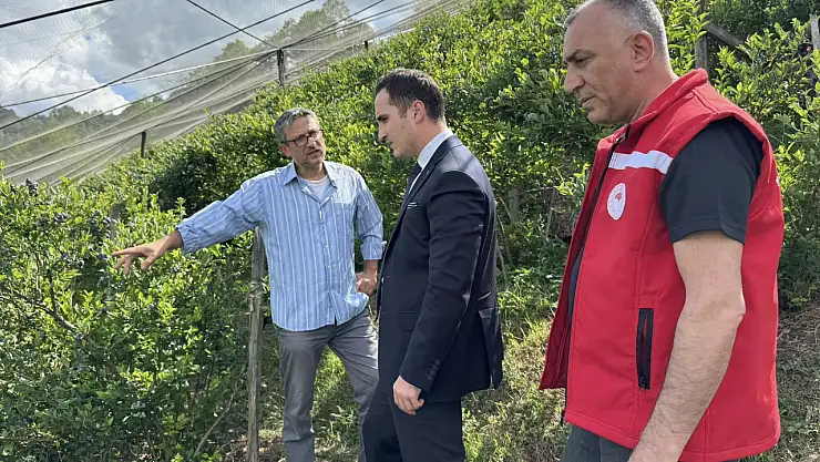 13 dekar alana yaban mersini dikildi