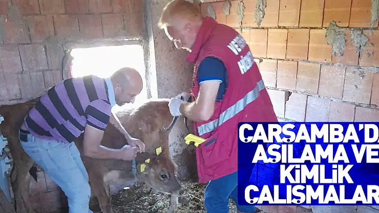 Çarşamba'da aşılama ve kimlik çalışmaları