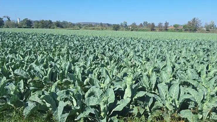 130 bin dekar alana sebze ekildi