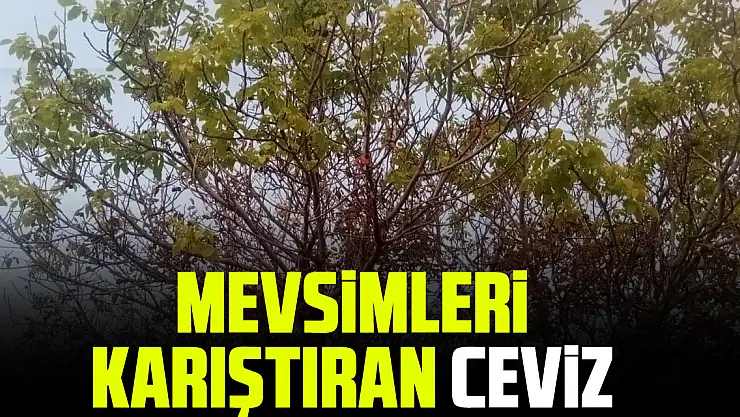 MEVSİMLERİ KARIŞTIRAN CEVİZ
