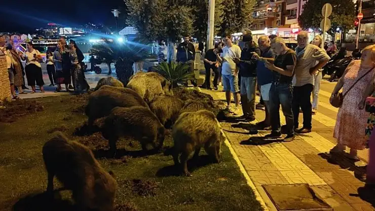YABAN DOMUZLARI ŞEHRE İNDİ