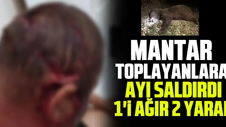 Mantar Toplayanlara Ayı Saldırdı:  1'i ağır 2 Yaralı