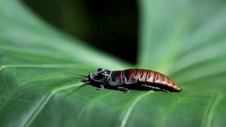 Duymak isteyenler kelebek bahçesine geliyor