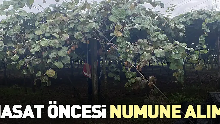 Hasat öncesi numune alımı