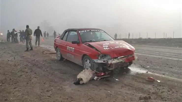 Otomobilin Çarptığı 22 Koyun Telef Oldu