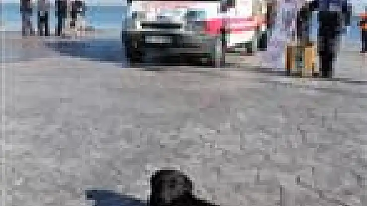 Samsun Büyükşehir Belediyesi'nden Hayvanlara Özel Ambulans