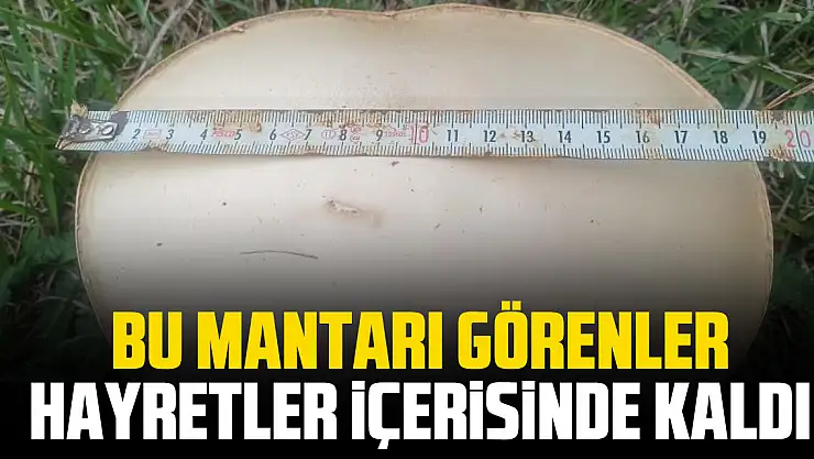 BU MANTARI GÖRENLER HAYRETLER İÇERİSİNDE KALDI