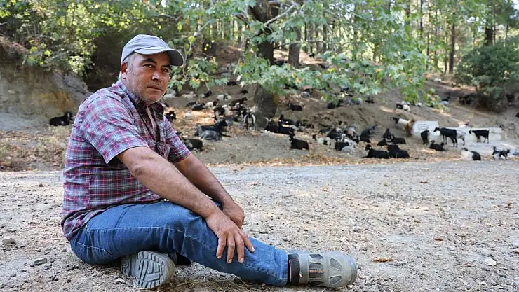 Dağlardaki kurtlar, çobanlarının en büyük kabusu oldu