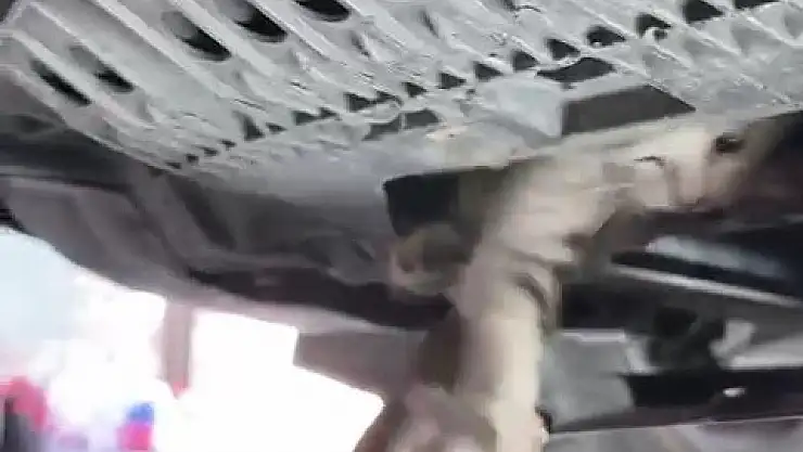 Otomobile giren kediyi tamircide çıkarmaya çalıştılar