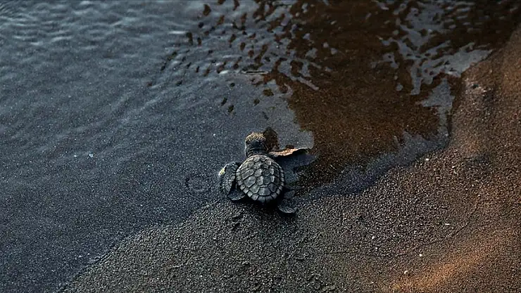 44 bin caretta caretta mavi sularla buluştu