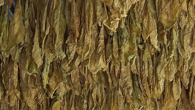 Tütünde hedef: 60 bin ton ihracat