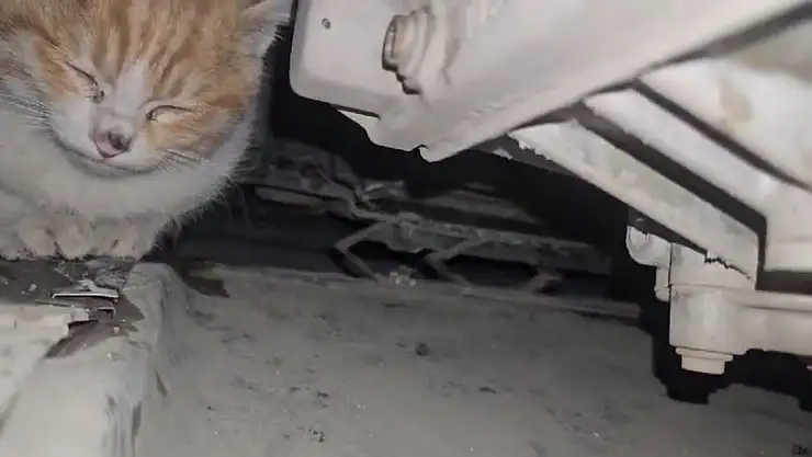 Aracın motor yerine giren kedi kurtarıldı