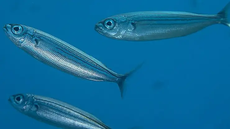 İki balık türü tescillendi