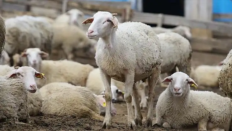 Başvuru ve ödemelerde kolaylık sağlanacak