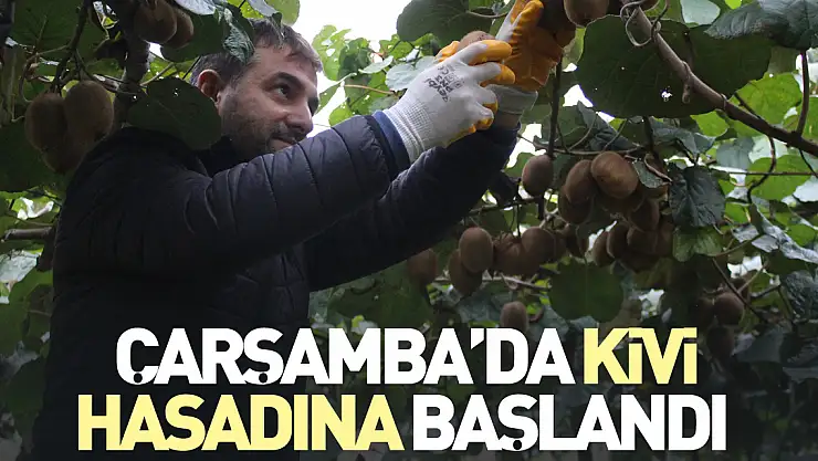 Çarşamba'da Kivi Hasadına Başlandı