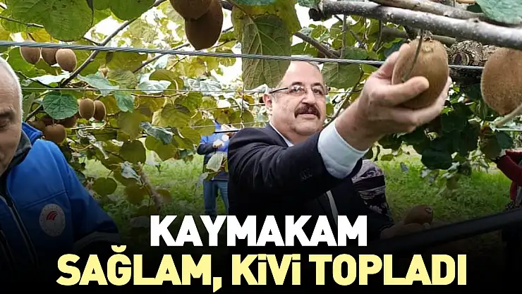 KAYMAKAM SAĞLAM, KİVİ TOPLADI
