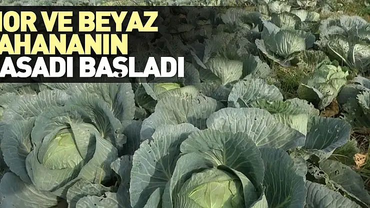 Mor ve beyaz lahananın hasadı başladı