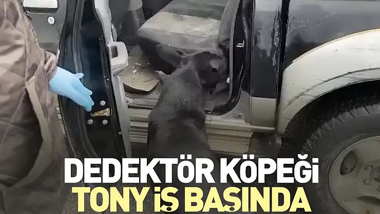 Dedektör köpeği Tony iş başında