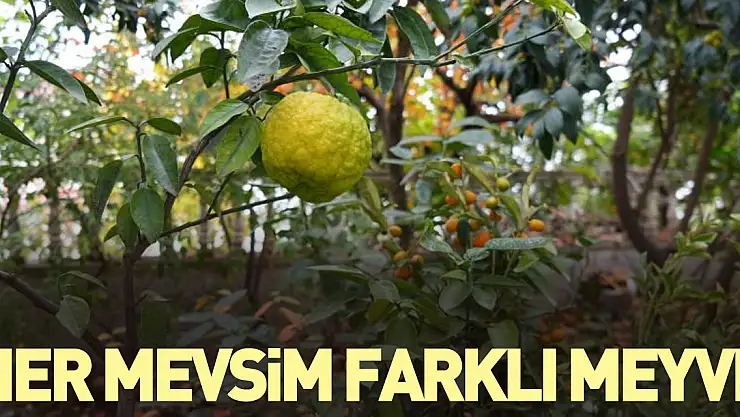 Her mevsim farklı meyve