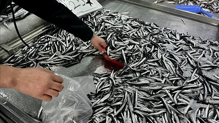 Sürdürülebilir balıkçılık için 'küçük boydaki balıkları avlamayın' uyarısı